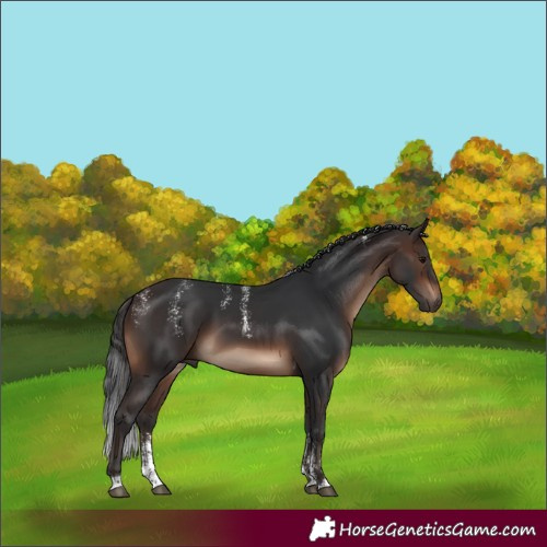 Horse Color:Powder White Brown Tobiano Rabicano 