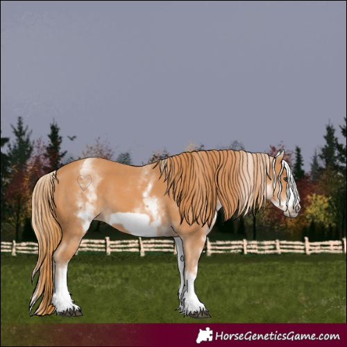 Horse Color:White Spotted Chestnut Frame 