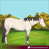 Horse Color:Buckskin Roan Dun Tobiano 
