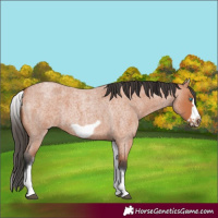 Horse Color:White Spotted Bay Roan Frame