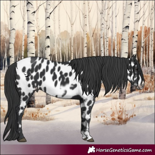 Horse Color:Black Frame Appaloosa