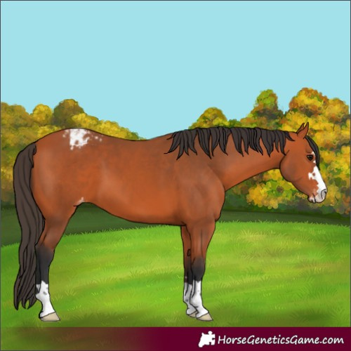 Horse Color:Bay Appaloosa 