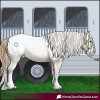 Horse Color:Buckskin Splash Appaloosa 