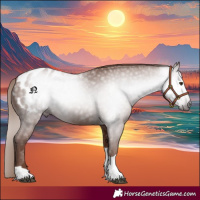 Horse Color:Gray Chestnut Tobiano Appaloosa 