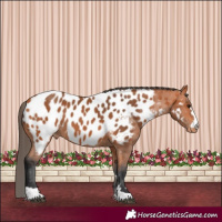 Horse Color:Bay Appaloosa 