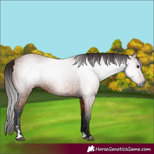Horse Color:Gray Bay 