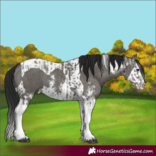 Horse Color:Grullo Sabino Splash Tobiano  and Gray Grullo Sabino Splash Tobiano 