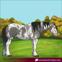 Horse Color:Grullo Sabino Splash Tobiano  and Gray Grullo Sabino Splash Tobiano 