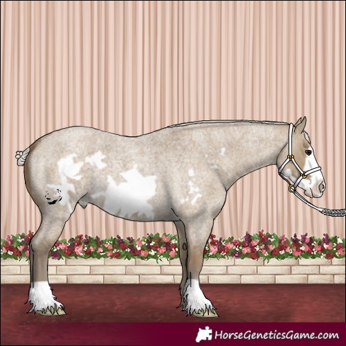 Horse Color:Silver Smoky Grullo Roan Frame 