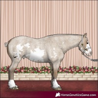 Horse Color:Silver Smoky Grullo Roan Frame 