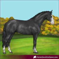 Horse Color:Black Sabino Rabicano 