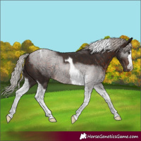 Horse Color:Silver Brown Tobiano 