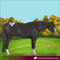 Horse Color:Smoky Black Appaloosa 