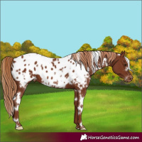 Horse Color:White Spotted Chestnut Appaloosa 