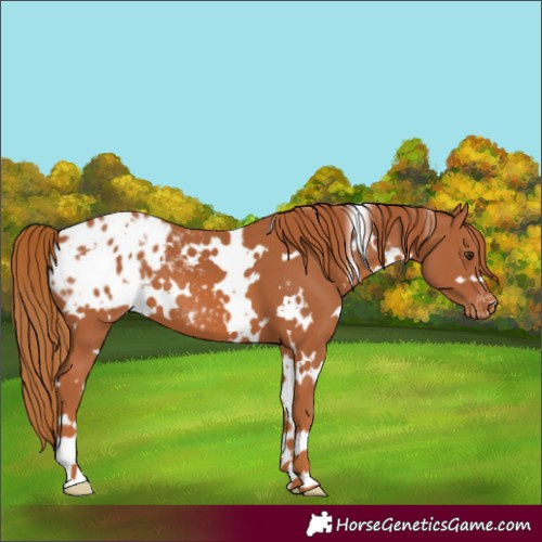 Horse Color:White Spotted Chestnut Blanket 