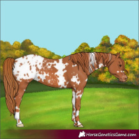 Horse Color:White Spotted Chestnut Appaloosa 