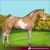 Horse Color:Chestnut Splash Tobiano 