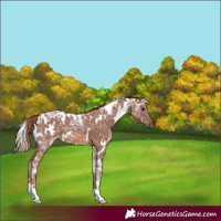 Horse Color:White Spotted Chestnut Ice 