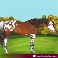 Horse Color:Bay Splash Appaloosa 