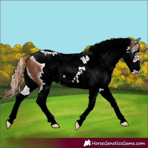 Horse Color:ERROR: UNKNOWN ANOMALY