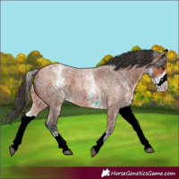 Horse Color:White Spotted Bay Roan