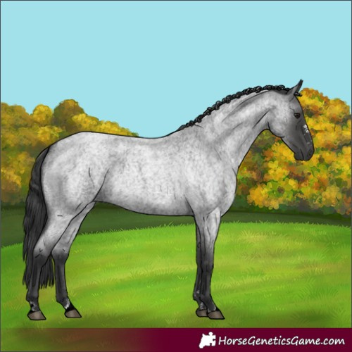 Horse Color:Blue Roan