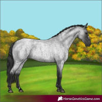 Horse Color:Blue Roan 