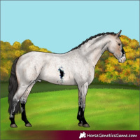 Horse Color:Brown Roan Dun Sabino Rabicano 