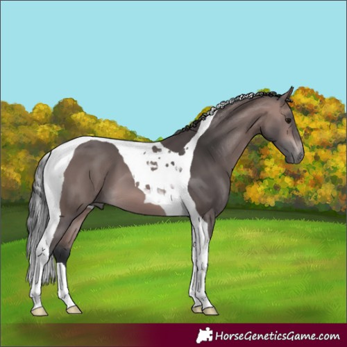 Horse Color:Platinum Bay Tobiano 