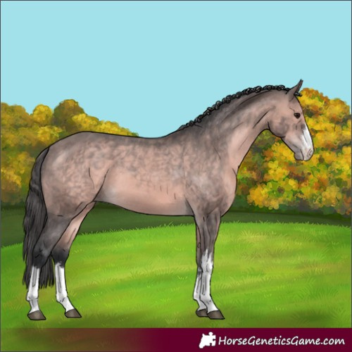 Horse Color:Platinum White Spotted Bay Varnish