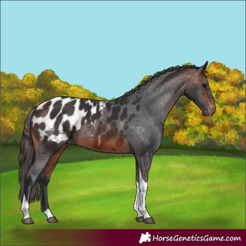 Horse Color:Brown Tobiano Appaloosa 