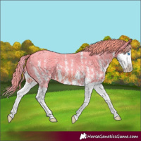 Horse Color:Watercolor Chestnut Sabino Splash 