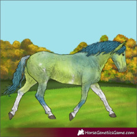 Horse Color:Watercolor White Spotted Bay Sabino 