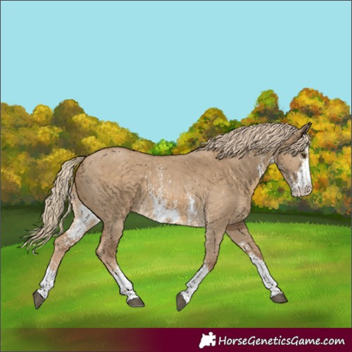 Horse Color:Chocolate Palomino Dun Sabino 