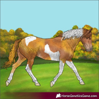 Horse Color:Chestnut Tobiano 