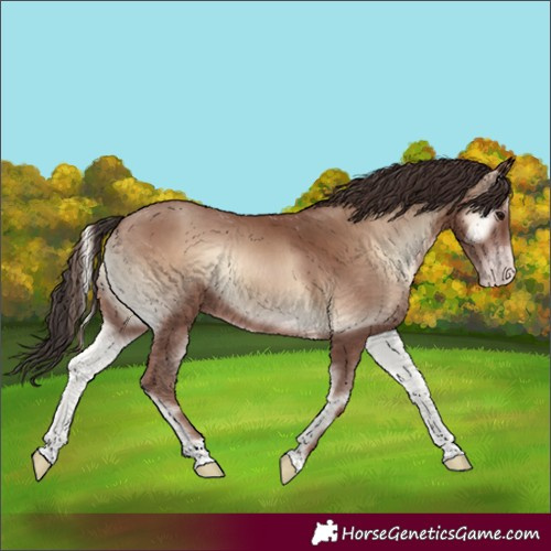 Horse Color:Classic Champagne Onyx 
