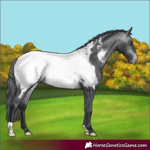 Horse Color:Brown Chinchilla Near Fewspot 