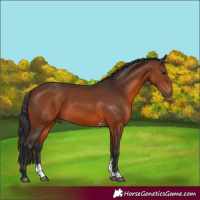 Horse Color:Brown Sabino 