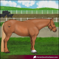 Horse Color:Chestnut Rabicano 