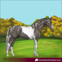 Horse Color:Powder White Silver Black Tobiano 
