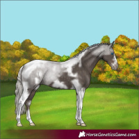 Horse Color:Silver Black Tobiano Frame 