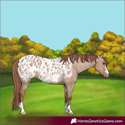 Horse Color:Red Dun Appaloosa  and Red Dun Appaloosa 