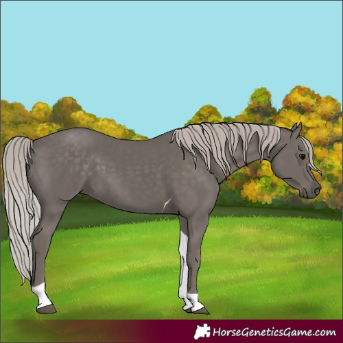 Horse Color:Silver Black Tobiano