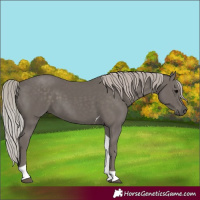 Horse Color:Silver Black Tobiano 
