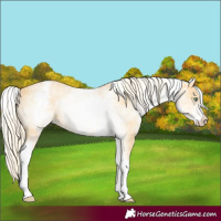Horse Color:White Spotted Gold Cream Champagne 
