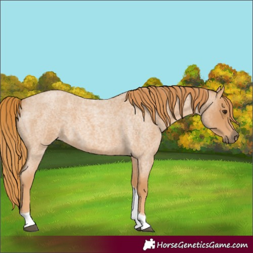 Horse Color:Red Roan Tobiano