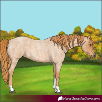 Horse Color:Red Roan Tobiano 