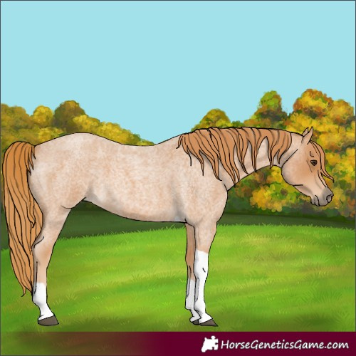 Horse Color:Red Roan Tobiano