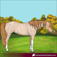 Horse Color:Red Roan Tobiano 
