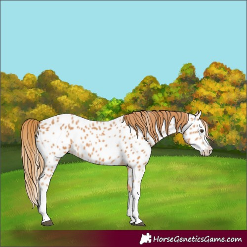 Horse Color:Chestnut Splash Appaloosa 
